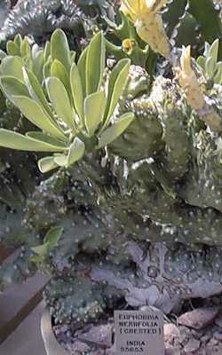 Indian Spurgetree, Hedge Euphorbia(Euphorbia neriifolia)