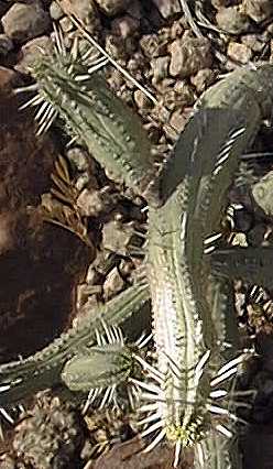 (Euphorbia nesemannii)