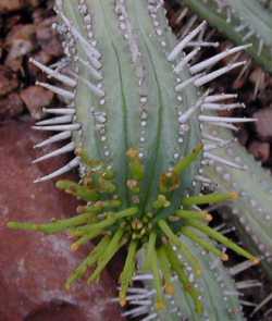 (Euphorbia nesemannii)