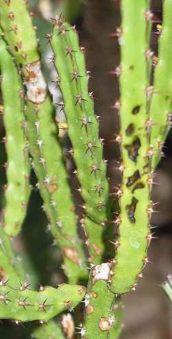 (Euphorbia nubigena)