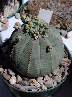 Baseball Plant, Klipnoors(Euphorbia obesa)