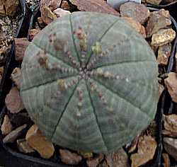 Baseball Plant, Klipnoors(Euphorbia obesa)