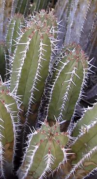 (Euphorbia officinarum)