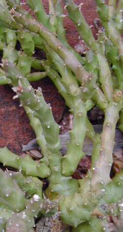 (Euphorbia ornithopus)