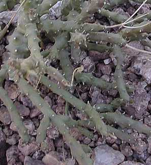 (Euphorbia ornithopus)