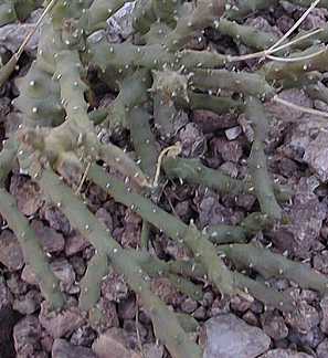 (Euphorbia ornithopus)