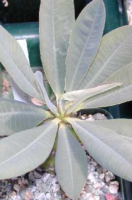 (Euphorbia pachypodioides)