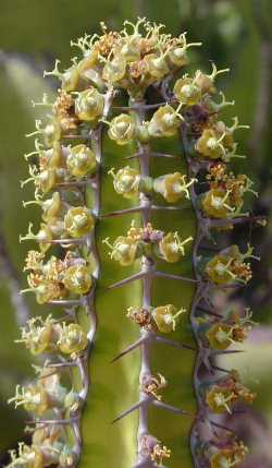 (Euphorbia persistentifolia)