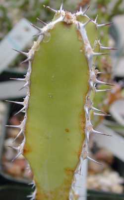 (Euphorbia persistentifolia)