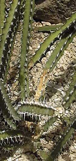 (Euphorbia petraea)