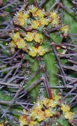 (Euphorbia phillipsiae)