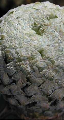 Fish Skin Euphorb(Euphorbia piscidermis)