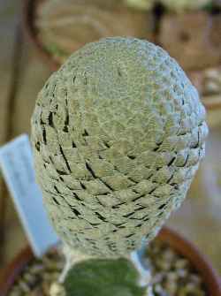 Fish Skin Euphorb(Euphorbia piscidermis)