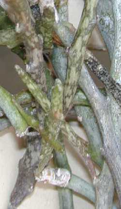 (Euphorbia platyclada var. hardyi )