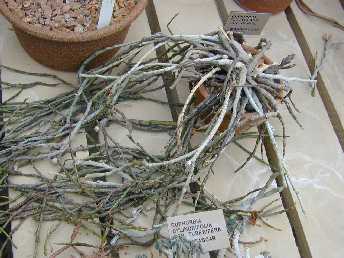 (Euphorbia platyclada var. hardyi )