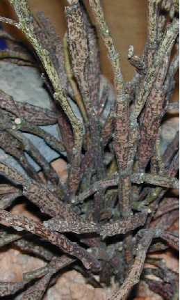 (Euphorbia platyclada)
