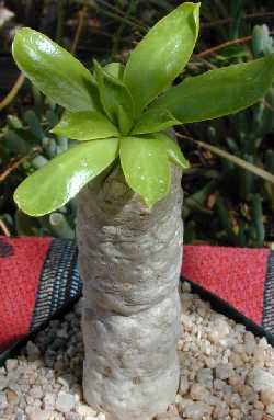 (Euphorbia poissoni)