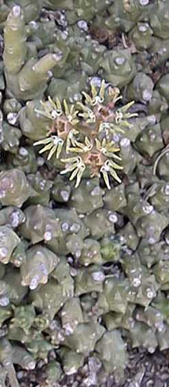 (Euphorbia polycephala)