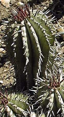 (Euphorbia polygona)