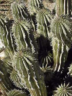 (Euphorbia polygona)