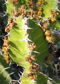 (Euphorbia pseudocactus)