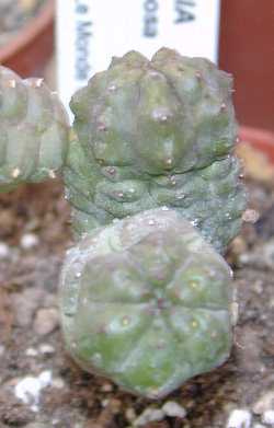 (Euphorbia pseudoglobosa)