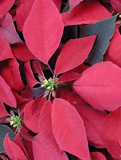 Poinsettia(Euphorbia pulcherrima)