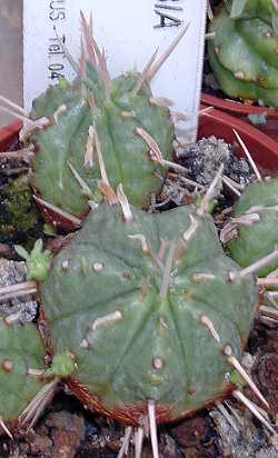 Pincushion Euphorbia(Euphorbia pulvinata)