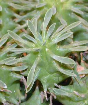 Pincushion Euphorbia(Euphorbia pulvinata)