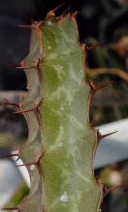 (Euphorbia quadrialata)