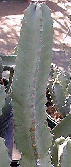 Officinal Spurge(Euphorbia resinifera)