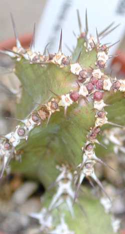 (Euphorbia restricta)
