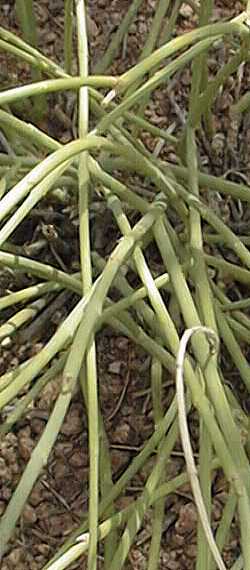 (Euphorbia rhombifolia)