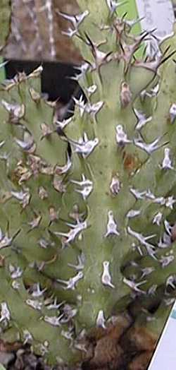 (Euphorbia richardsiae var. richardsiae )