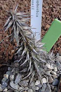 (Euphorbia rossii)