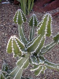 (Euphorbia rowlandii)