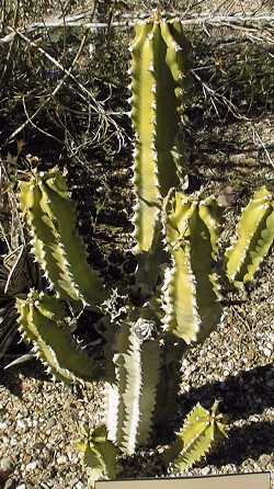 Churee(Euphorbia royleana)