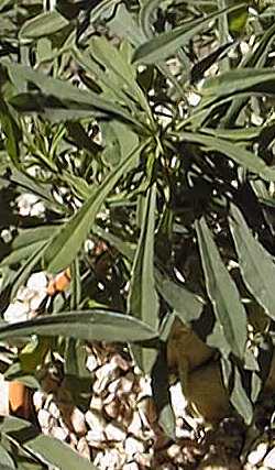 (Euphorbia sakarahaensis)