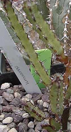 (Euphorbia saxorum)
