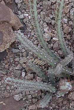 (Euphorbia schinzii)
