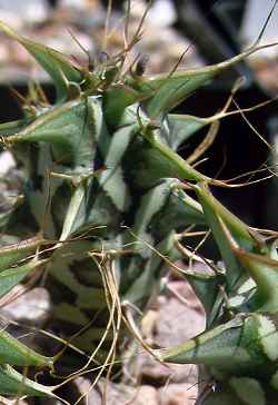 (Euphorbia schizacantha)