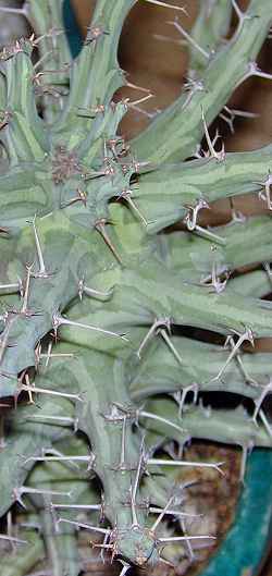 (Euphorbia schizacantha)