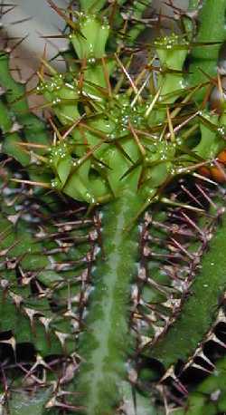 (Euphorbia sekukuniensis)