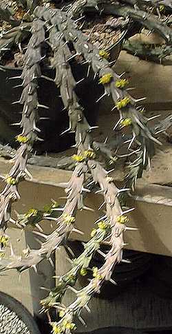 (Euphorbia similiramea)