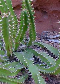 (Euphorbia squarrosa)