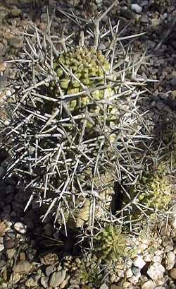 (Euphorbia stellispina)