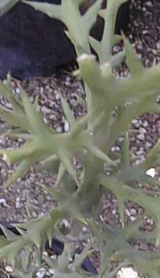 Silver Thicket(Euphorbia stenoclada)