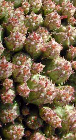 (Euphorbia submammillaris)