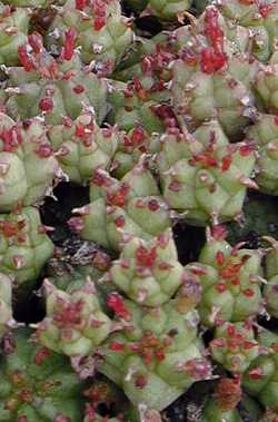 (Euphorbia submammillaris)