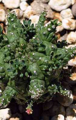 (Euphorbia suppressa)
